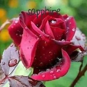 Meet your Posher, Sapphire